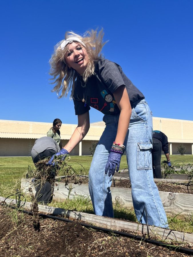 Katie Phipps, a junior at Sunlake, participated in the first Giving Garden meeting of the year. Cleaning up the garden beds with the other members, Katie said she was inspired to join Garden club because I [sic] love working with plants and in Garden club, I can work with plants as well as help my community!