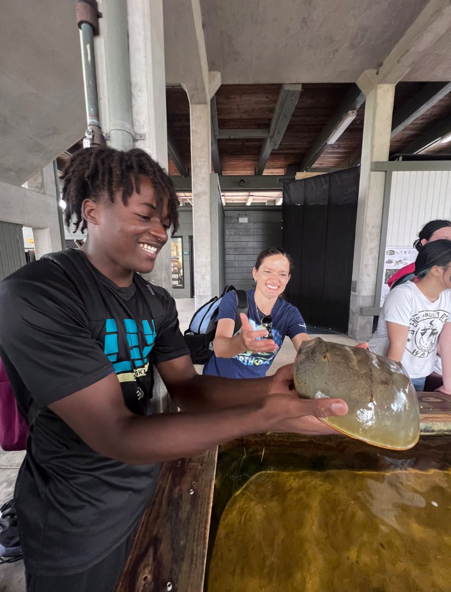 Student Junior Tangou holding a Horseshoe Crab at the EMC horseshoe crab tank. 